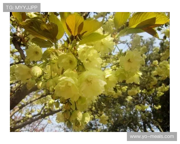 叶汉三株路技巧:提升画面表现力的实用方法详解 叶汉三株路技巧:提升画面表现力的实用方法详解